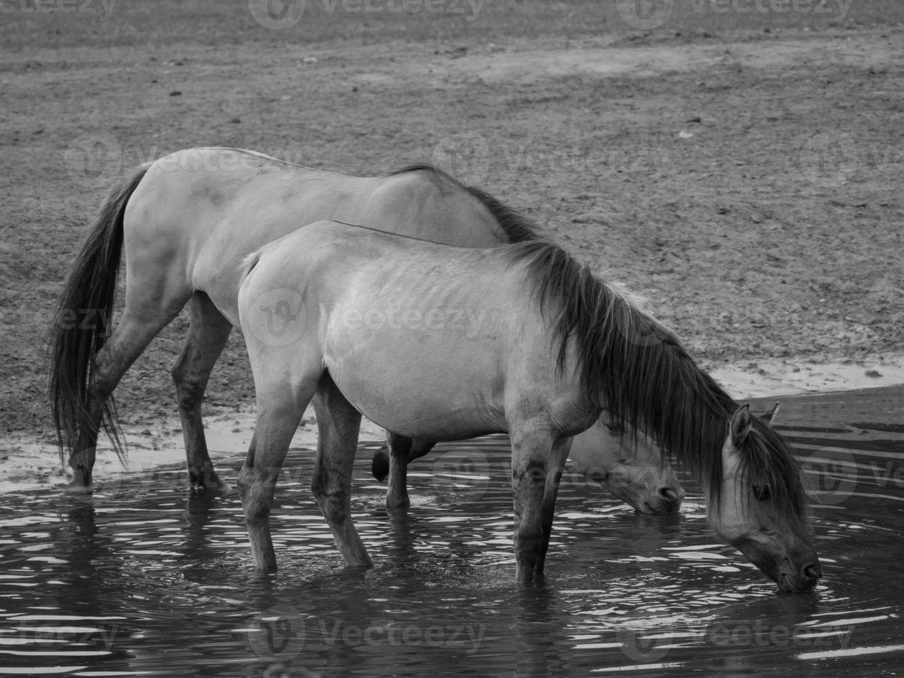 caballos salvajes en alemania foto