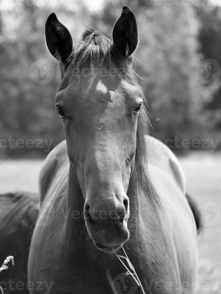 muchos caballos en Alemania foto