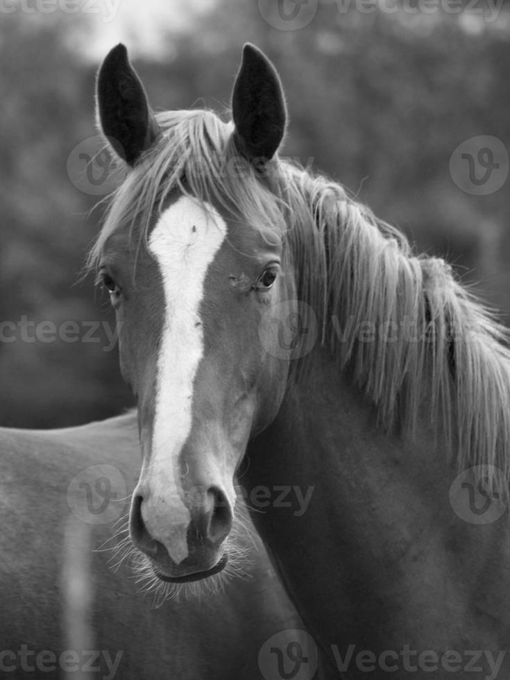 muchos caballos en Alemania foto