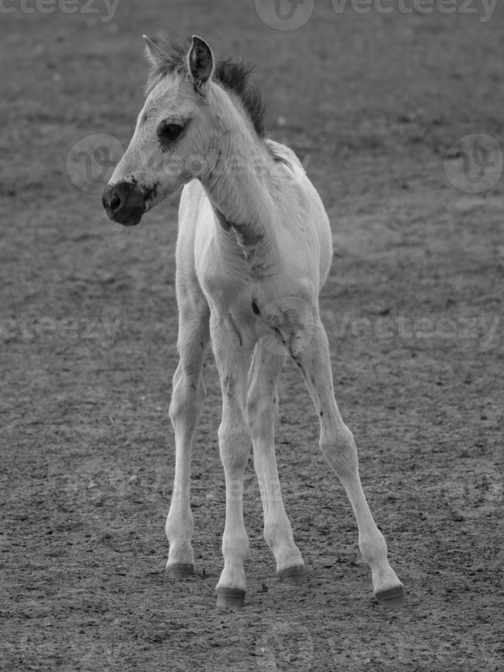 wild horses in germany photo