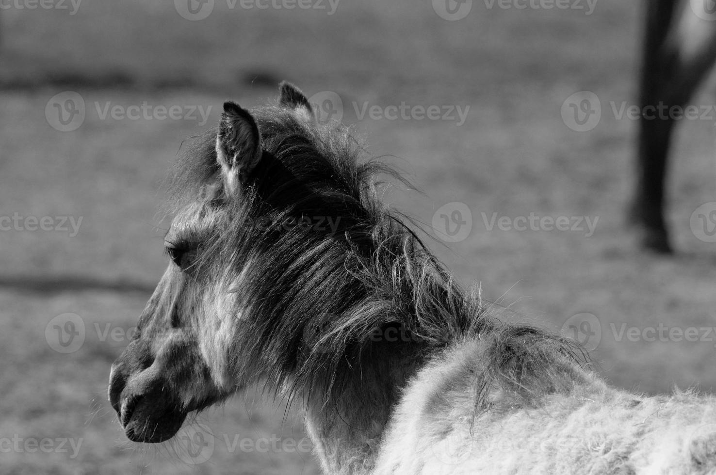 caballos salvajes en alemania foto