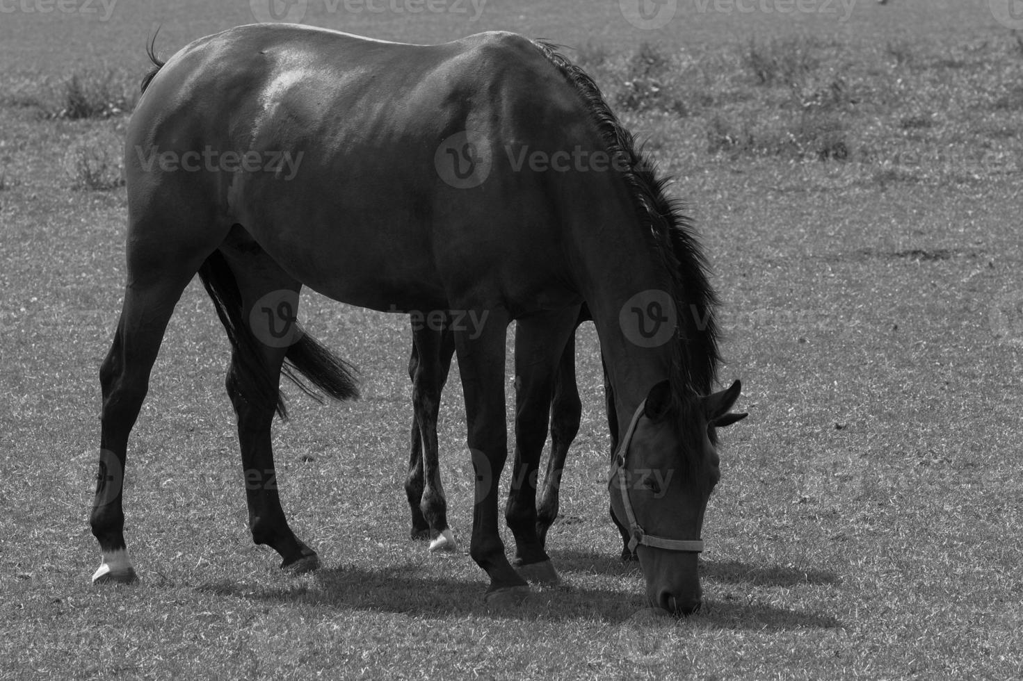 wild horses and folas photo