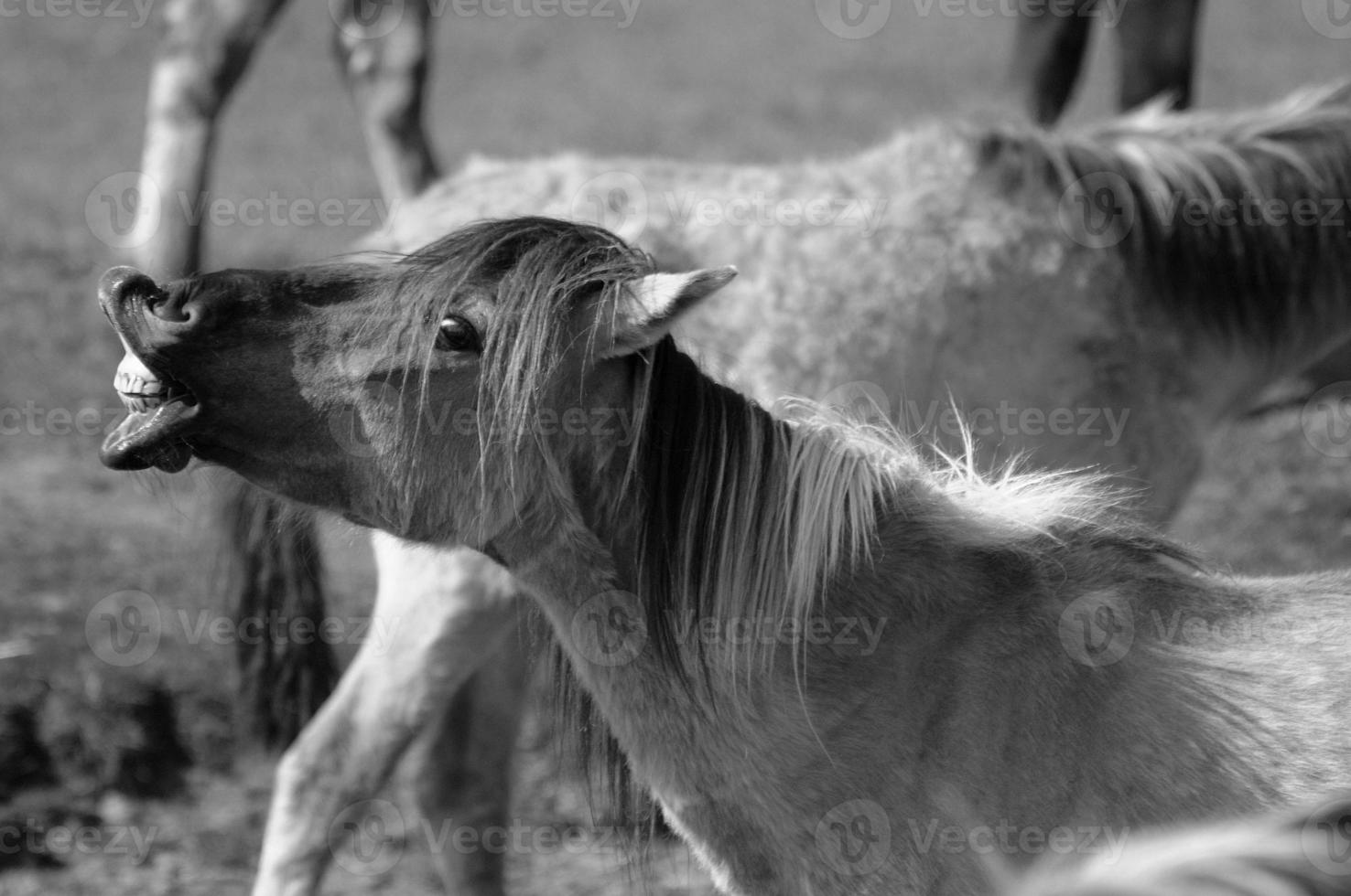 wild horses and folas photo