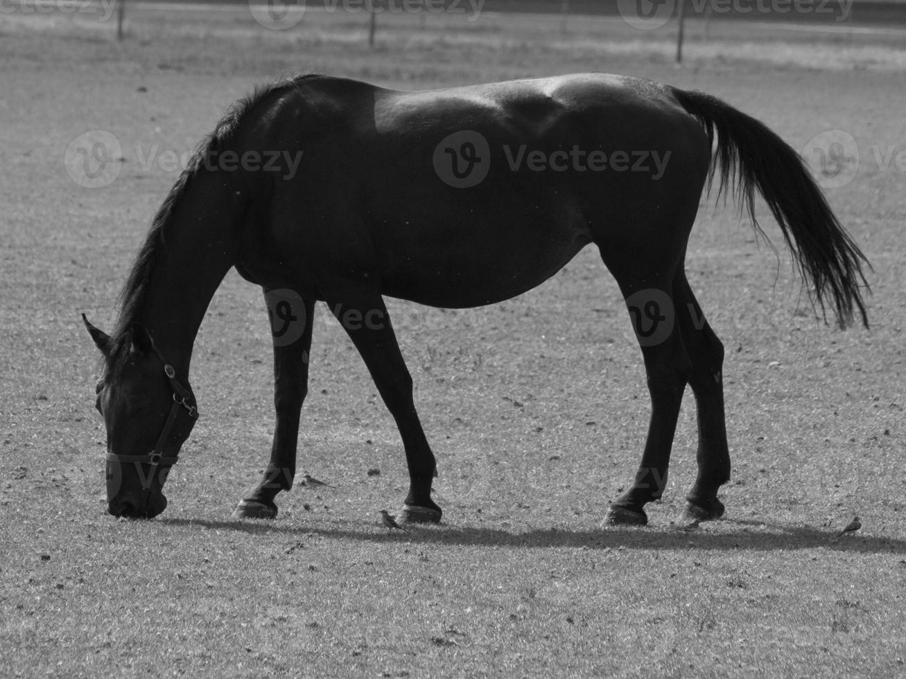 wild horses and folas photo