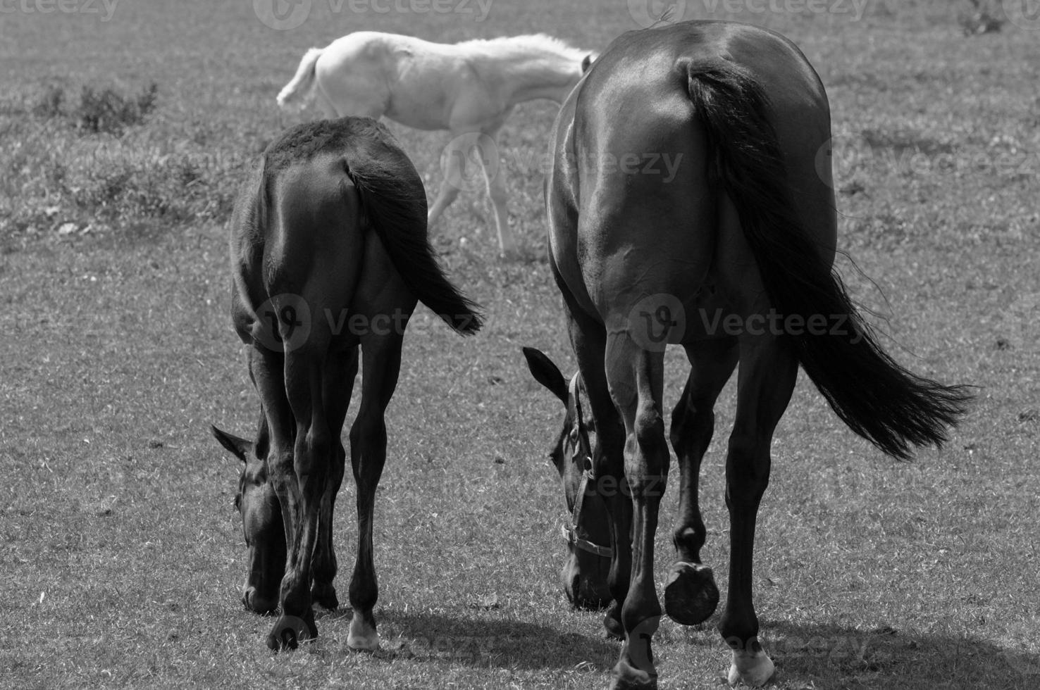 wild horses and folas photo
