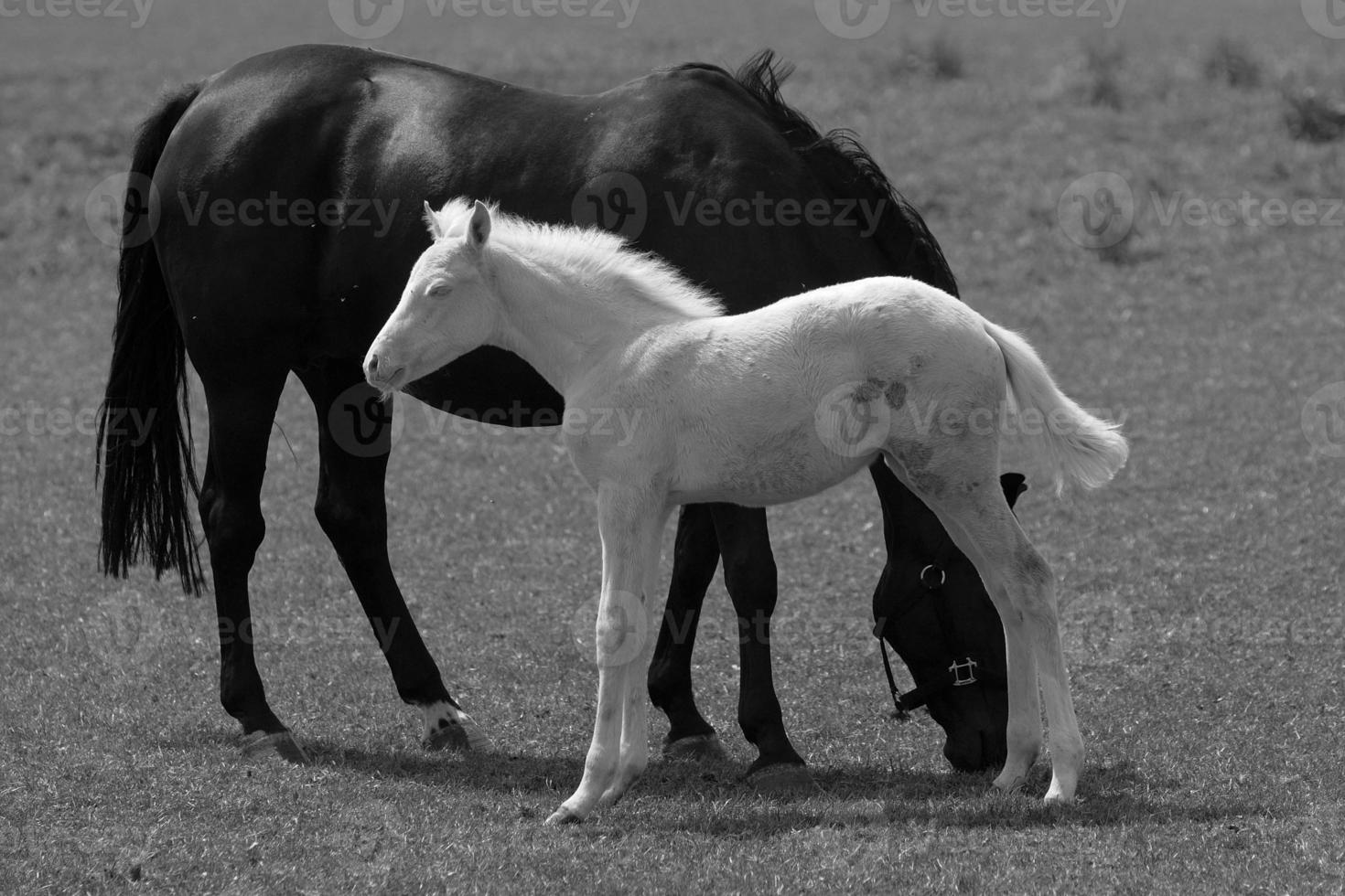 wild horses and folas photo