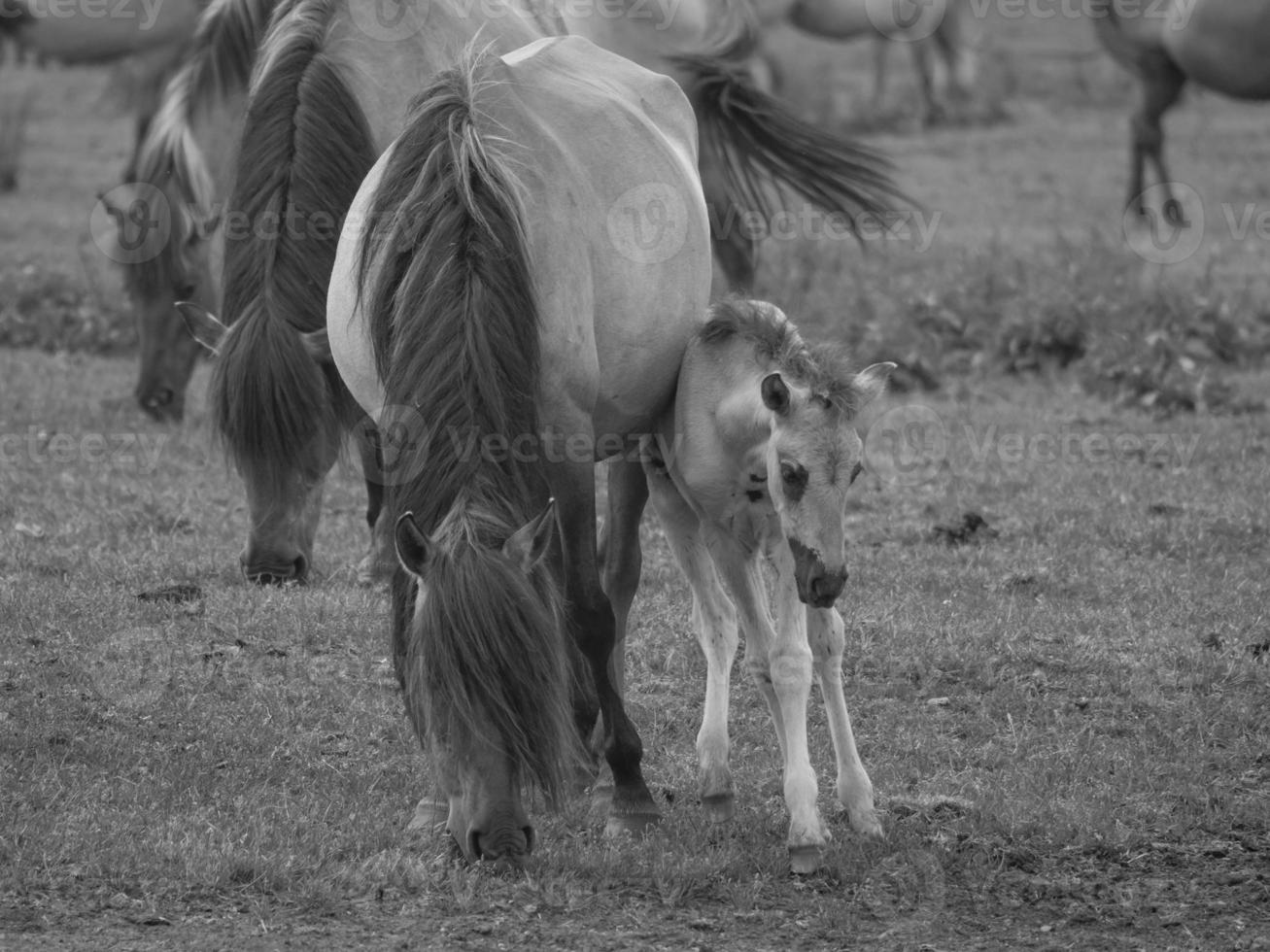 wild horses in germany photo