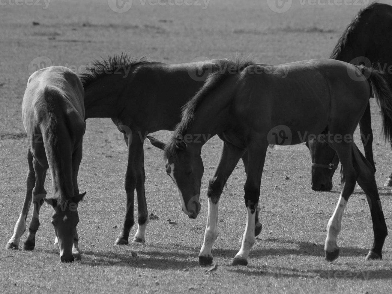 wild horses and folas photo