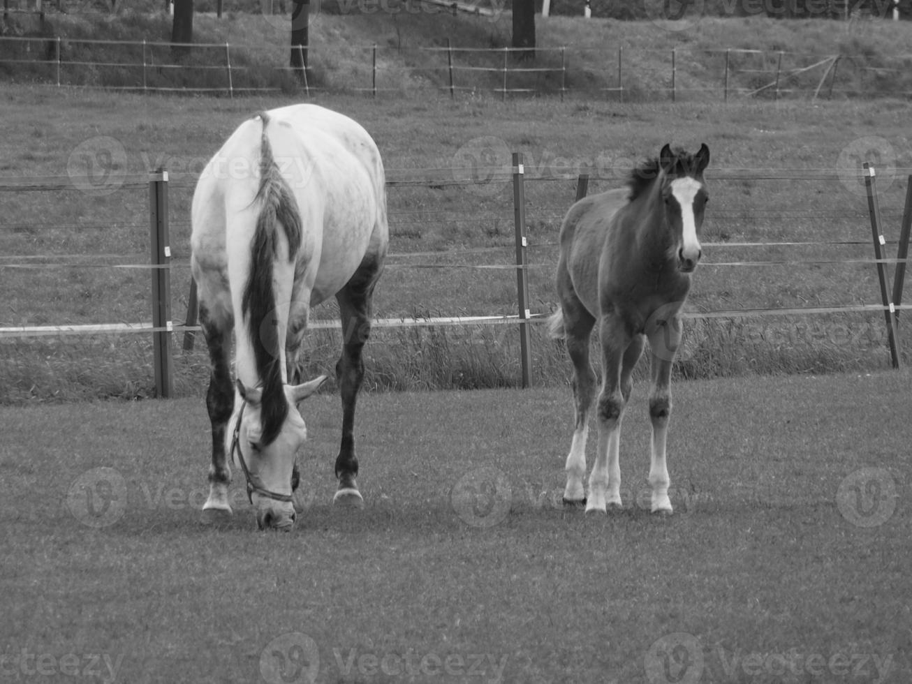 wild horses and folas photo