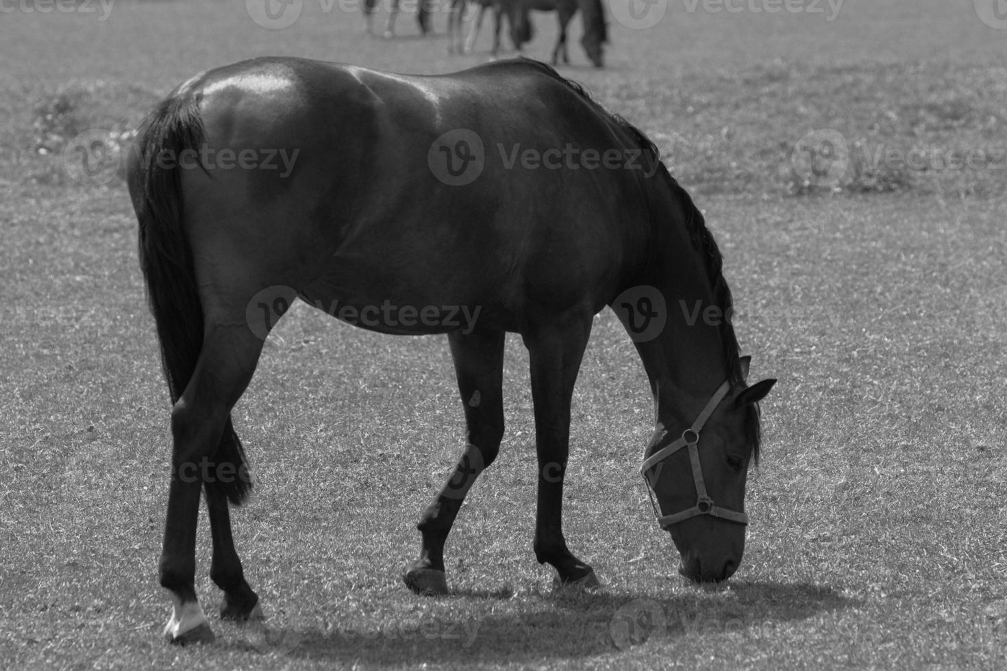 wild horses and folas photo