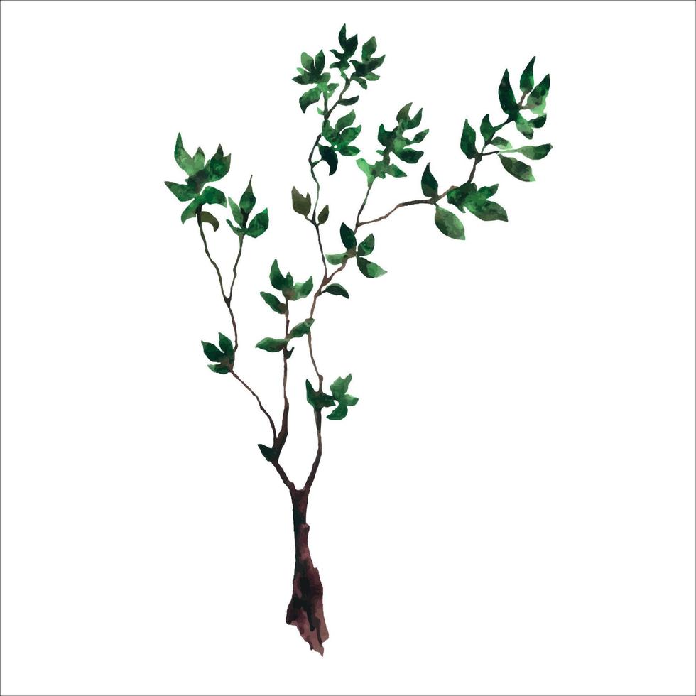 acuarela mano dibujado bosquejo ilustración de joven árbol con oscuro verde hojas, aislado en blanco vector