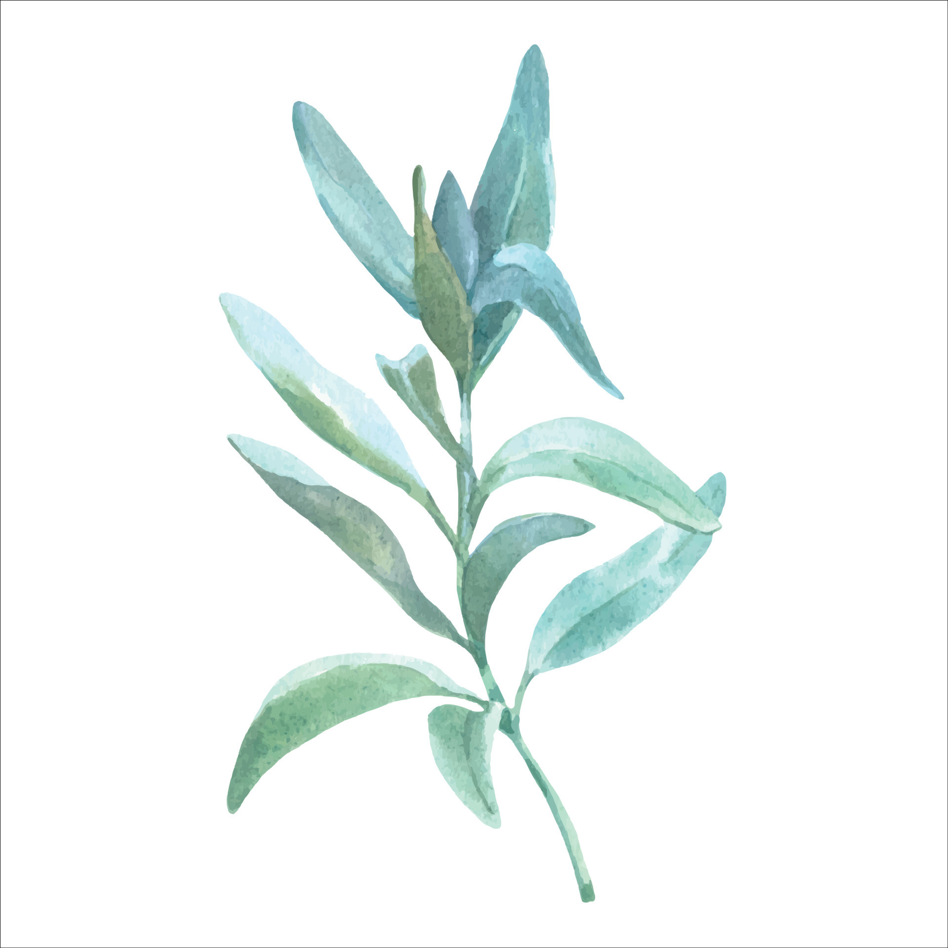 White sage watercolor herbal illustrations, botanical organic leaves drawing elements sage