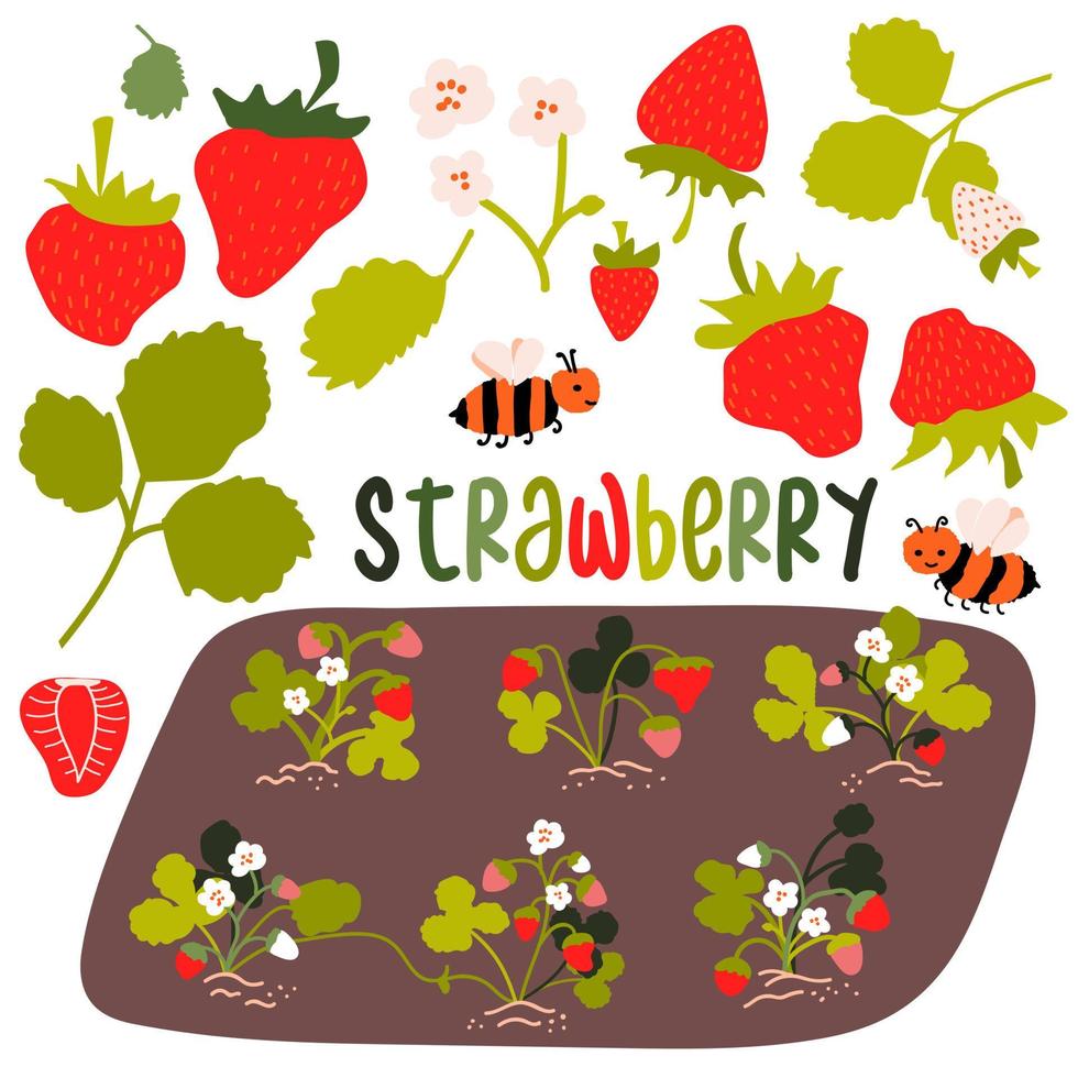 Strawberry set. Berries on garden bed, ripe and white strawberry, flowers, leaves. Cute bees. Text. Vector illustration