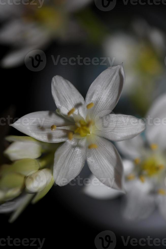White star flower blossoming close up botanical background ornithogalum family asparagaceae big size high quality print photo