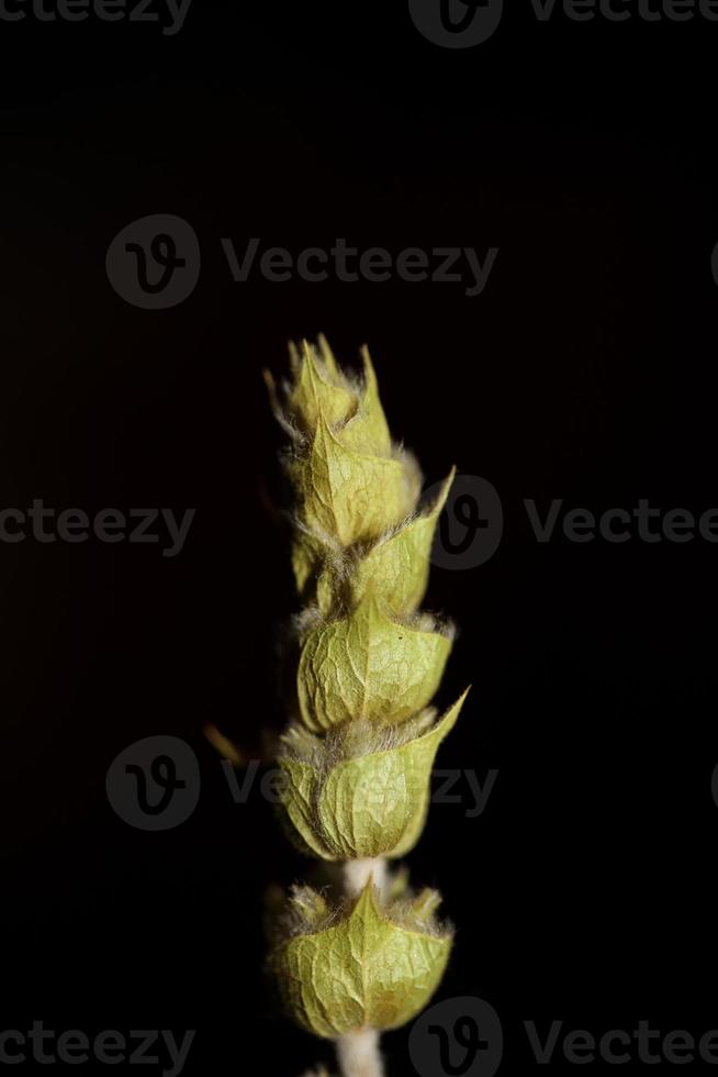 salvaje médico natural montaña té cerca arriba botánico antecedentes sideritis familia lamiaceae grande Talla alto calidad moderno impresión foto