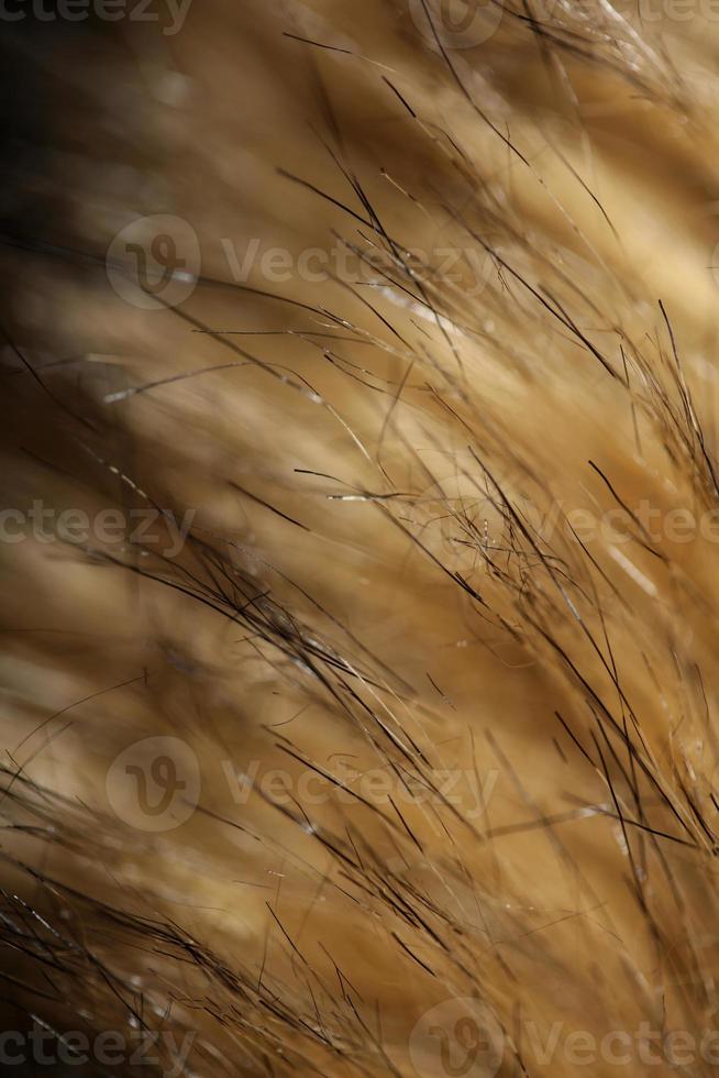 Artificial brown winter jacket hairs close up background stock photography high quality big size print photo