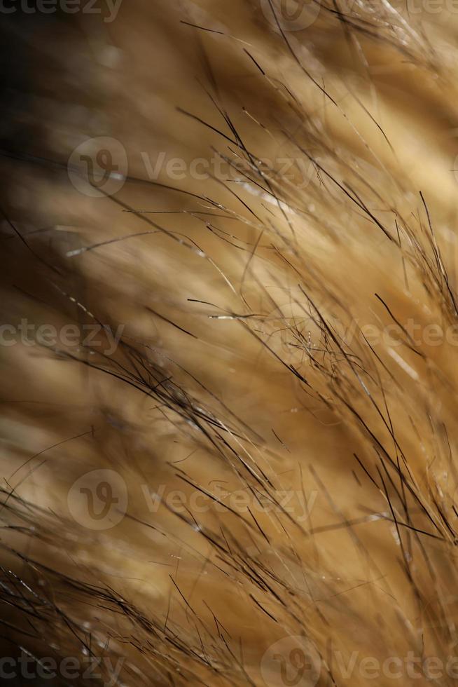 artificial marrón invierno chaqueta pelos cerca arriba antecedentes valores fotografía alto calidad grande Talla impresión foto