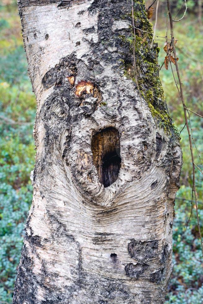 Old tree trunk with a big hole. Noorderheide, Elspeet, The Netherlands. photo