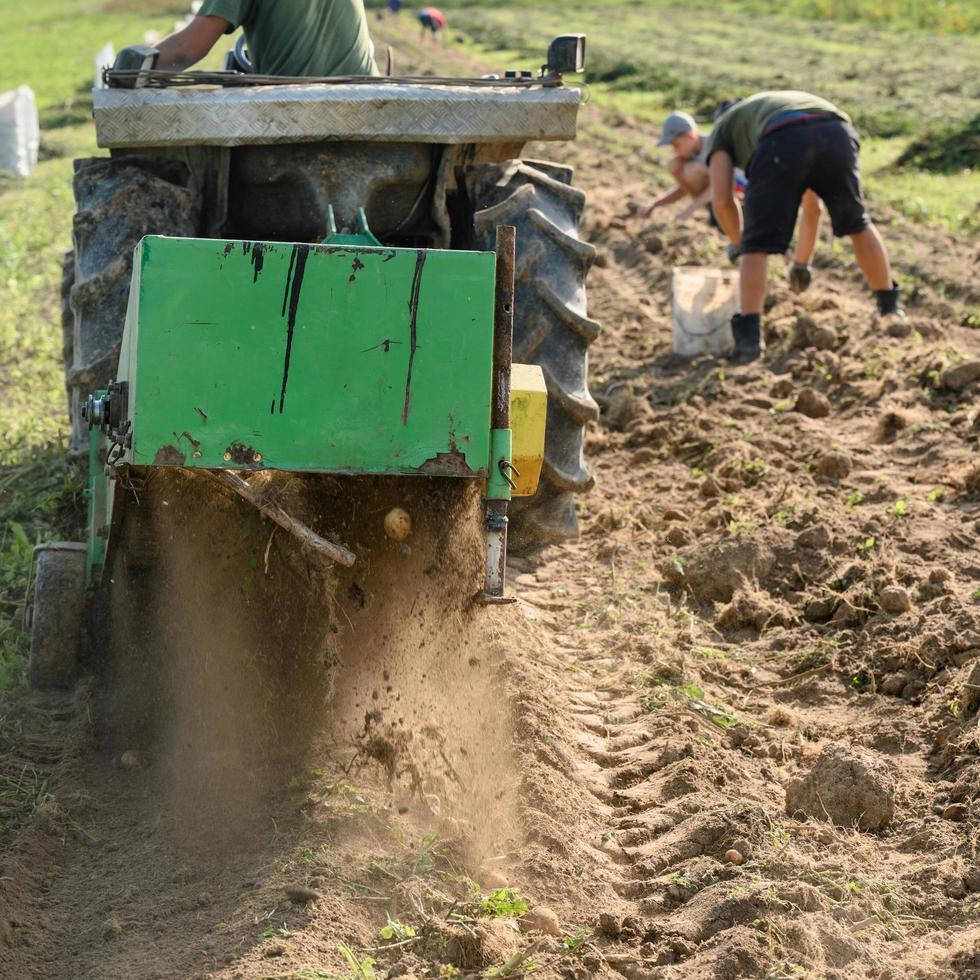 Harvesting in the village, harvesting potatoes with a tractor with a plow and a vibrating screen. photo