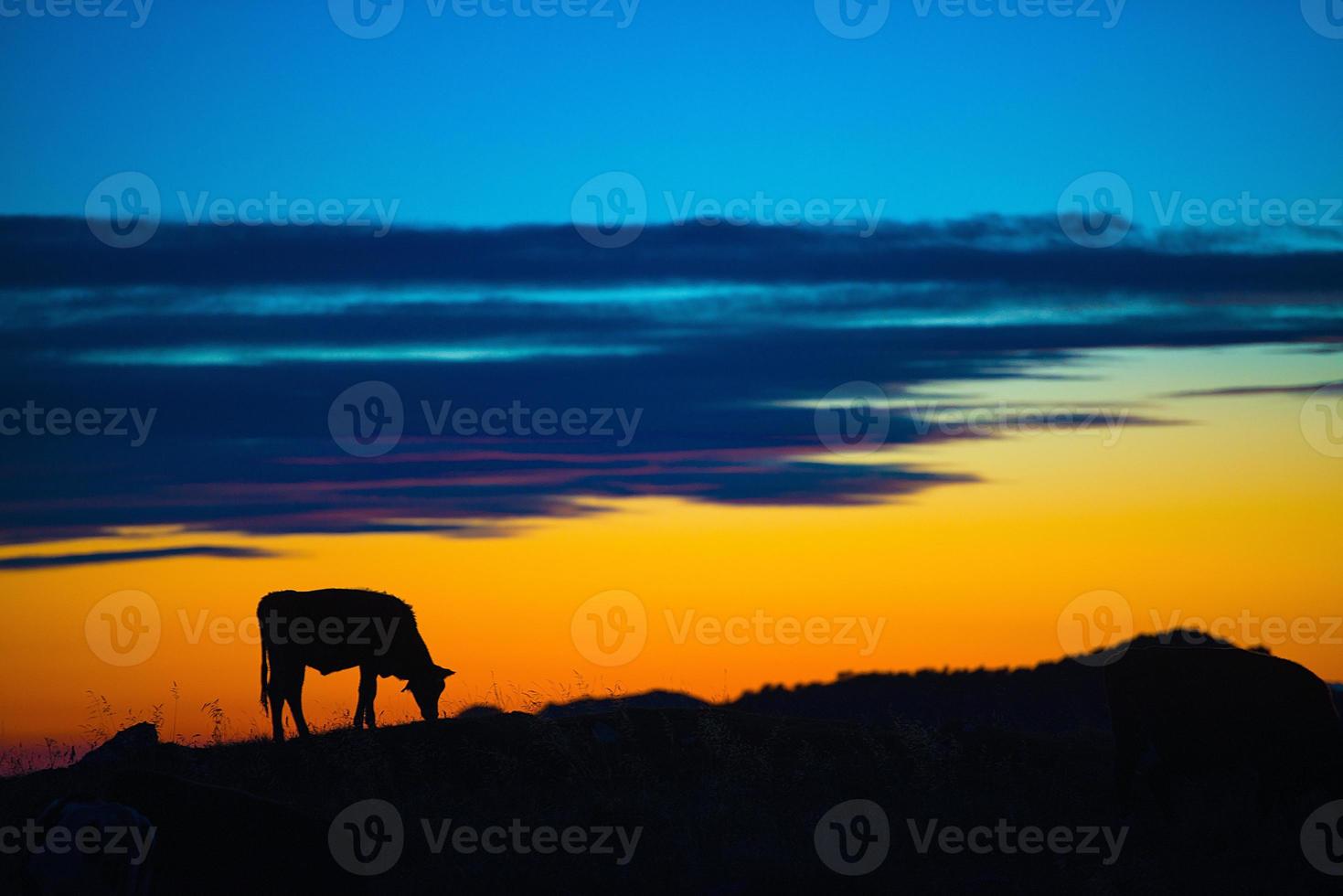 vaca comiendo en una montaña al atardecer foto