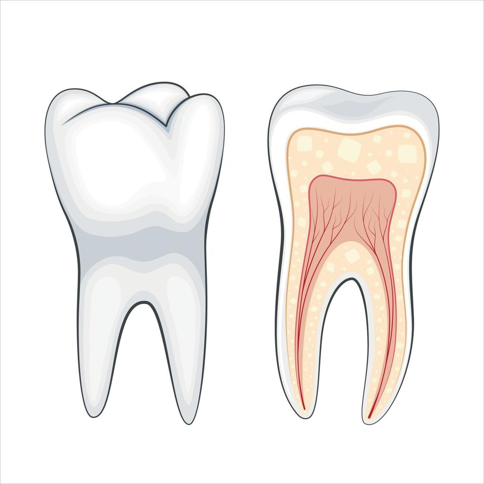 sano diente ilustración, sano dientes, dentista vector ilustración, oral cuidado