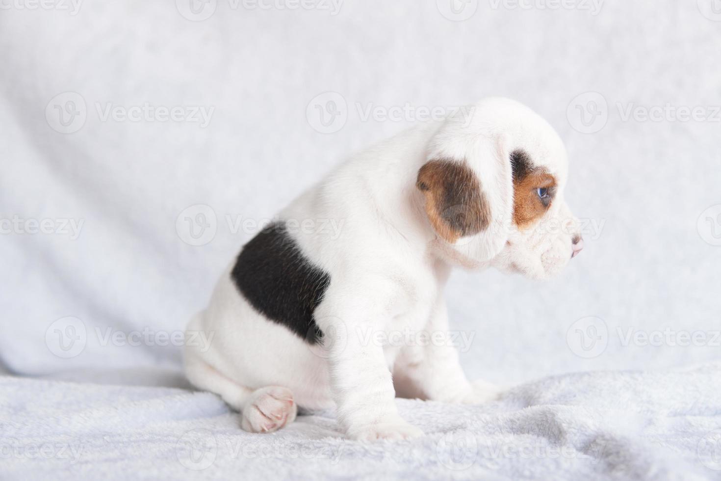 lindo cachorro beagle de un mes sentado y mirando hacia adelante. la imagen tiene espacio de copia para publicidad o texto. foto