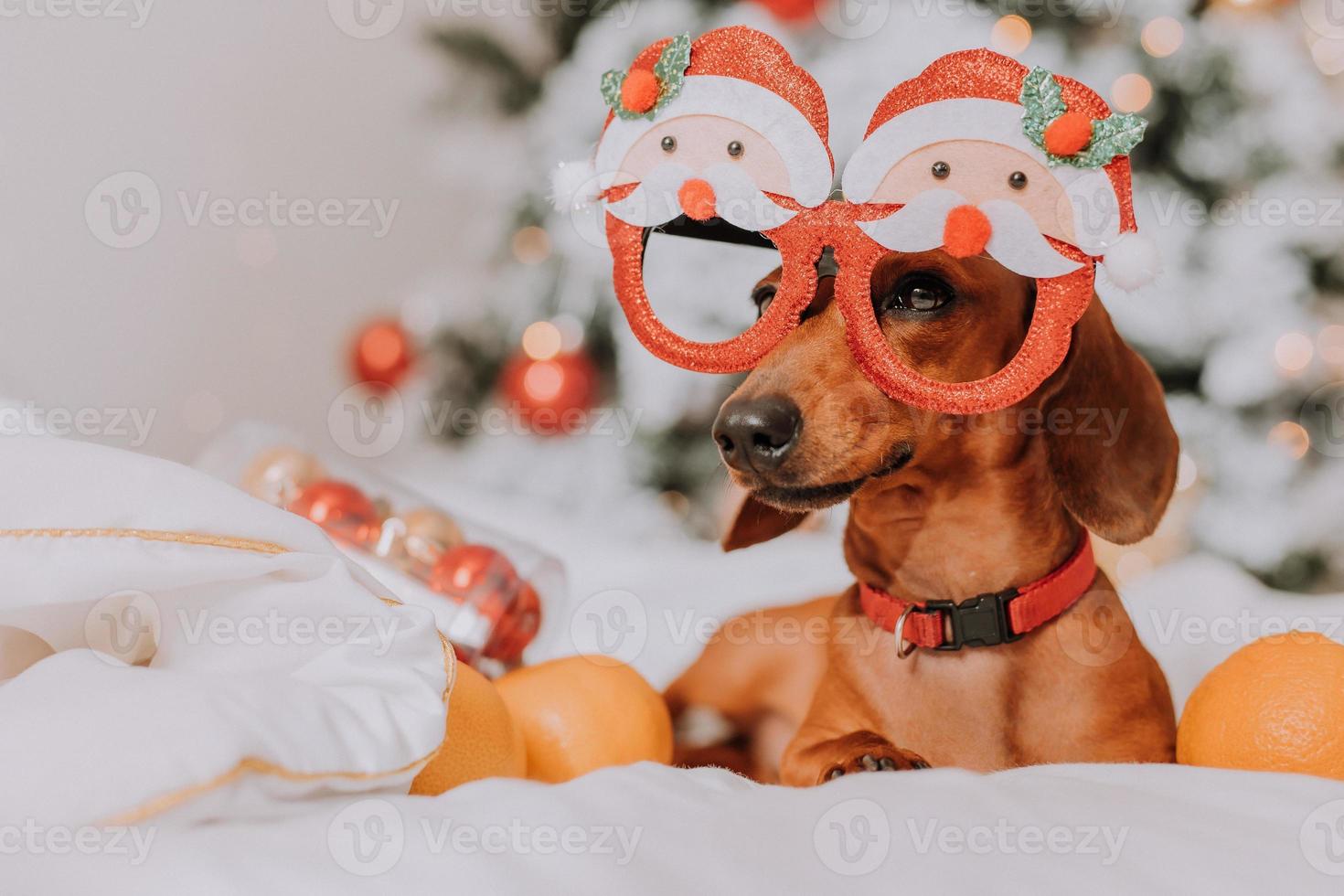 little dachshund in funny glasses with Santa Claus is lying on a white sheet among tangerines near the Christmas tree. Christmas dog. pet and mandarins. space for text. High quality photo