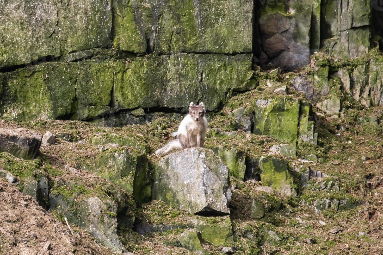 An Arctic fox in summer coat, looking for birds and eggs photo