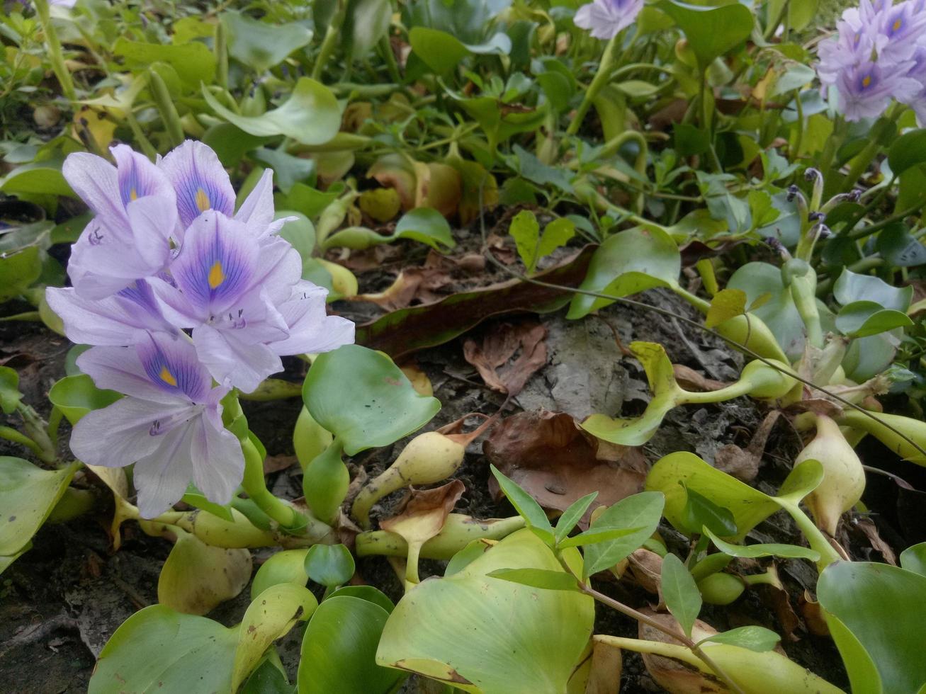 jacinto de agua varado en las plantaciones debido a las inundaciones foto