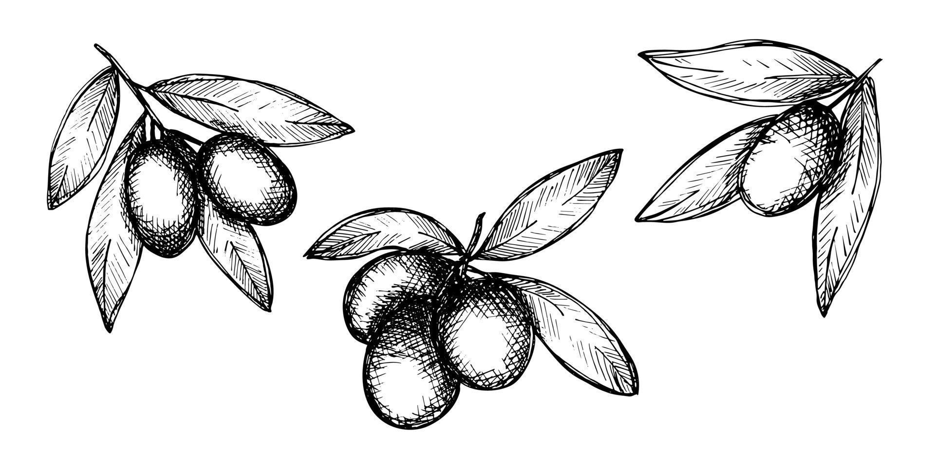 Vector sketch of olive branch. Hand drawn outline clipart set. Eco food illustration