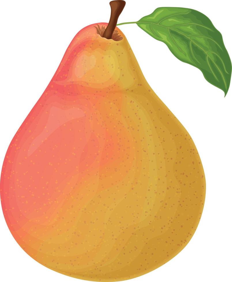 Pear. Image of a red pear. Ripe sweet pear. Fresh garden fruit. Vitamin vegetarian product. Vector illustration isolated on a white background