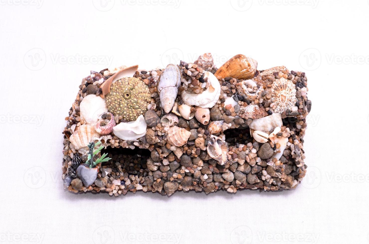 Sea shell close-up photo