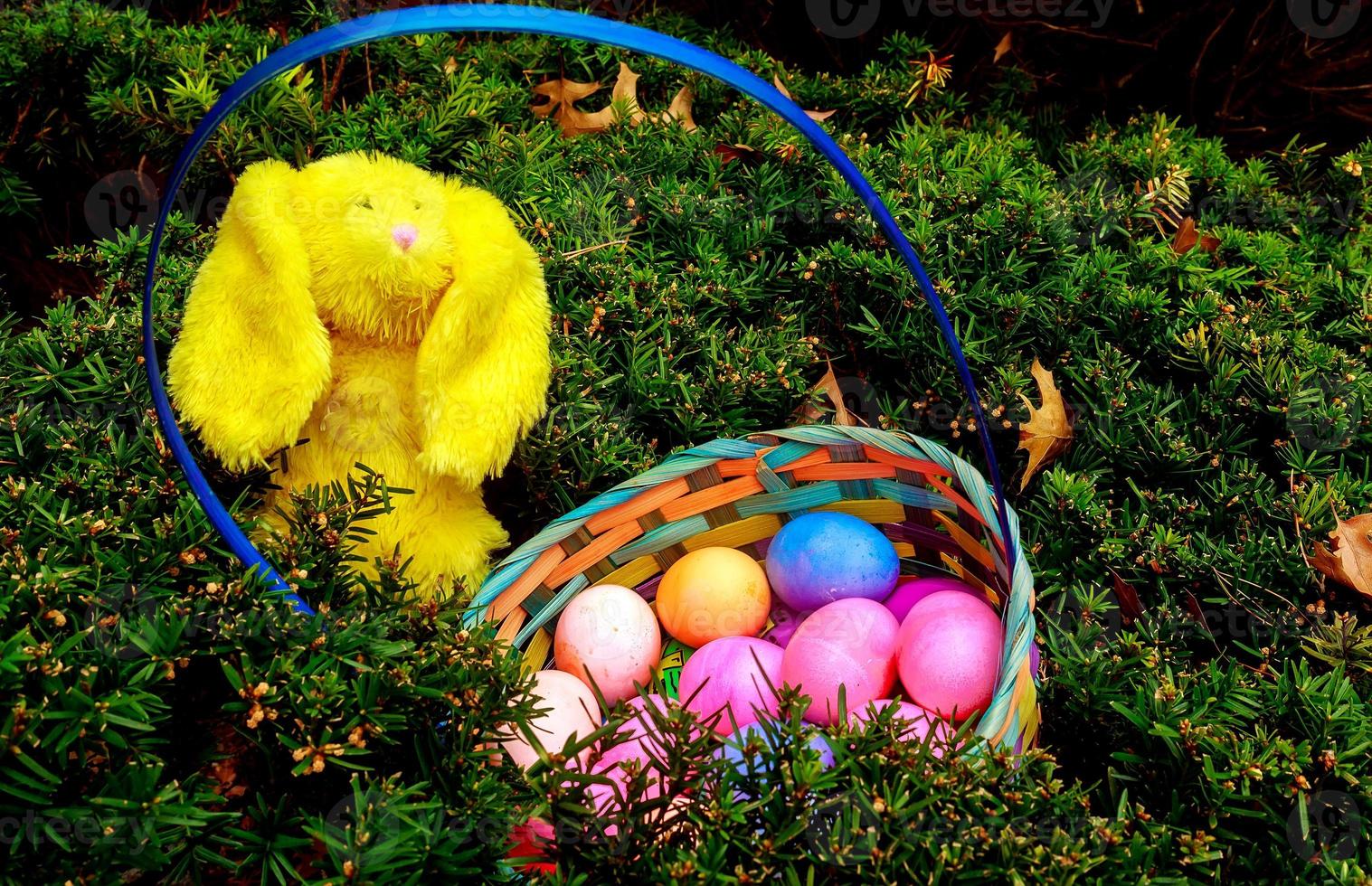 Colorful easter eggs in nest on meadow photo