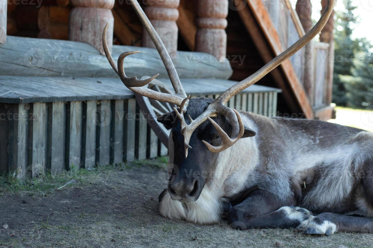 Reindeer with large antlers horns laying on ground photo