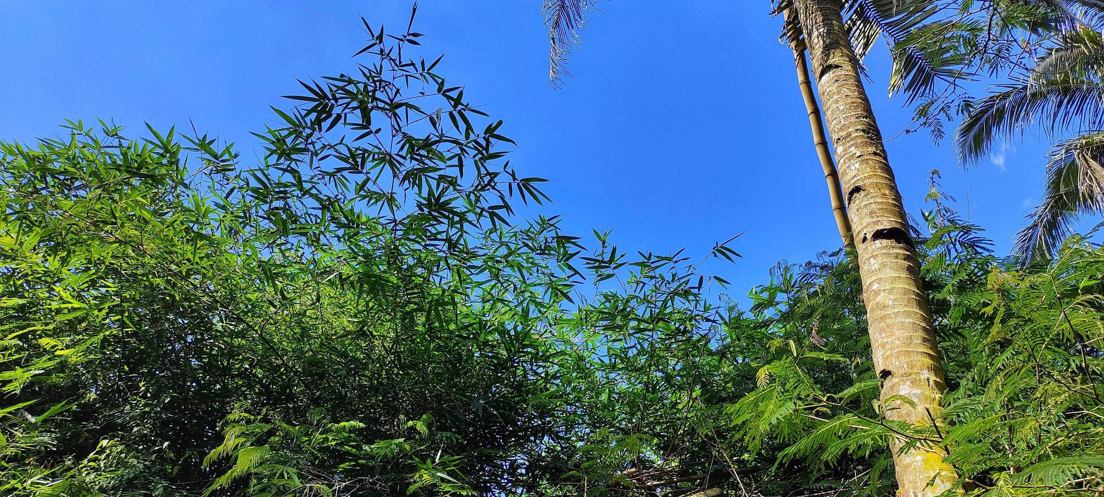 Beautiful landscape of bamboo forest with bright blue sky as background. photo