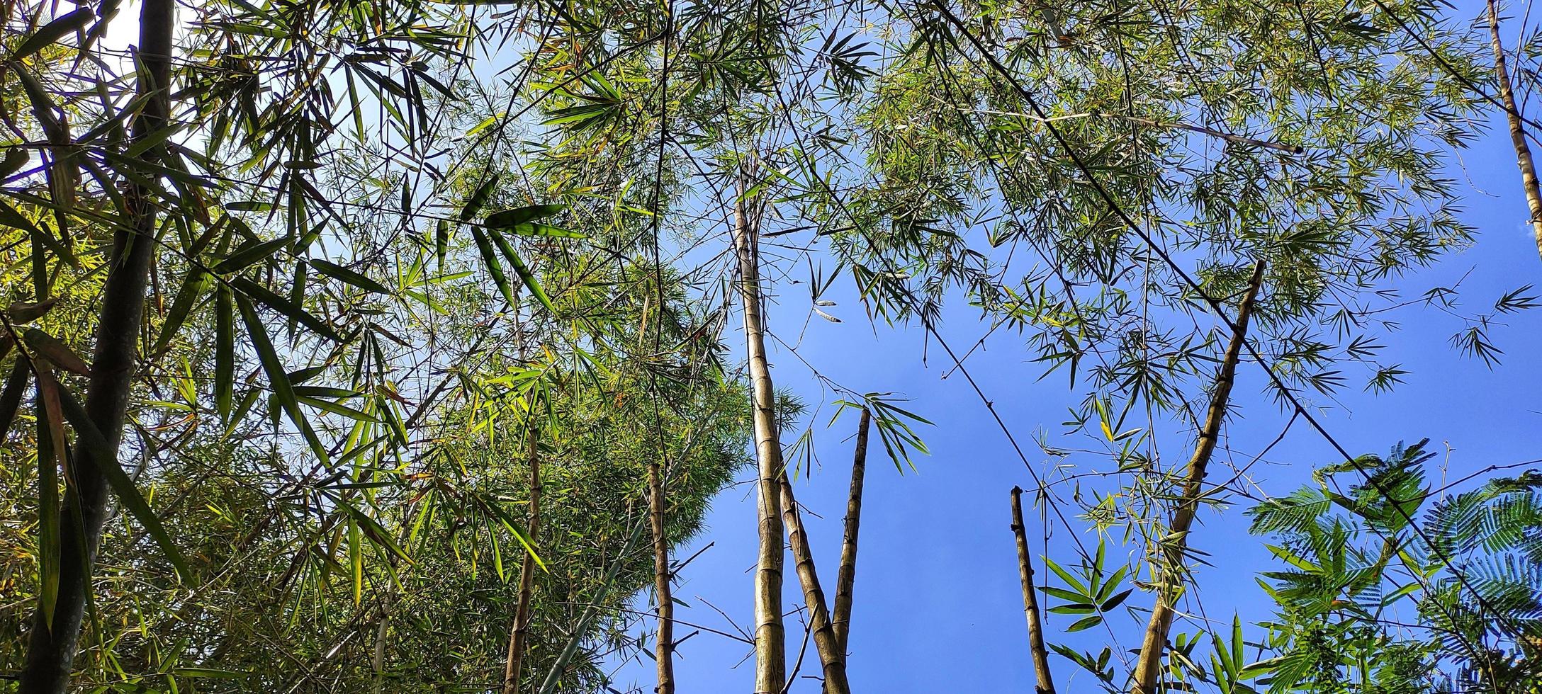 Beautiful landscape of bamboo forest with bright blue sky as background. photo