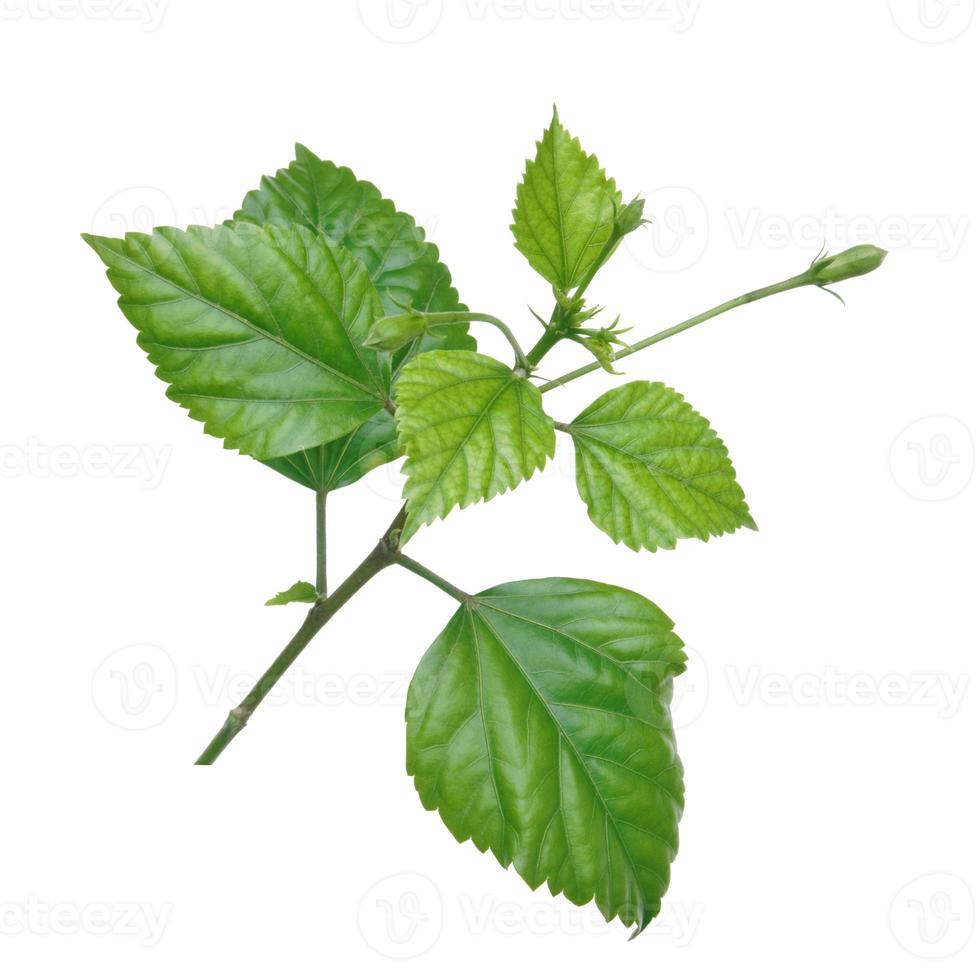 Chinese hibiscus, China rose, Hawaiian hibiscus, rose mallow and shoeblack plant photo