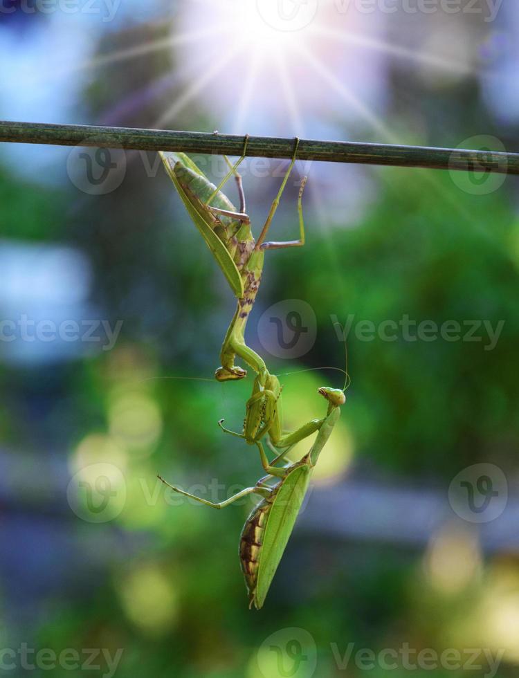 one green mantis keeps a hanging other insect photo