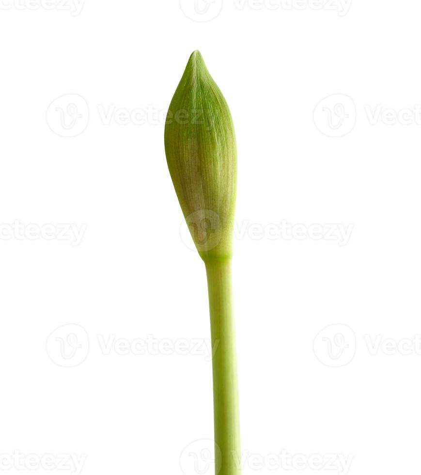 Alegaciones parque cebolla perenne bulboso planta hippeastrum cuerpo estriado, verde no soplado brote  19762394 Foto de stock en Vecteezy