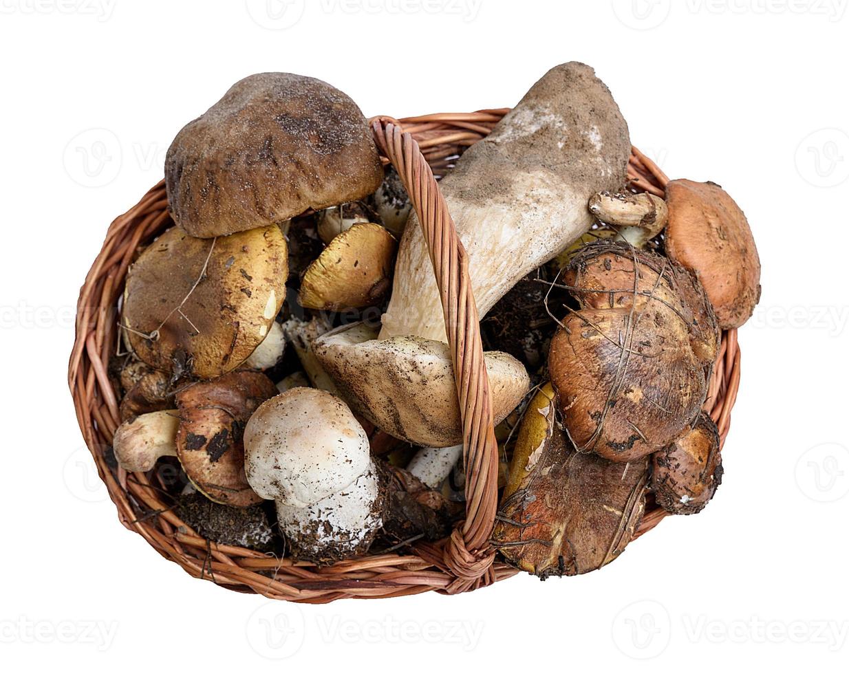 bosque comestible hongos en un marrón mimbre cesta foto