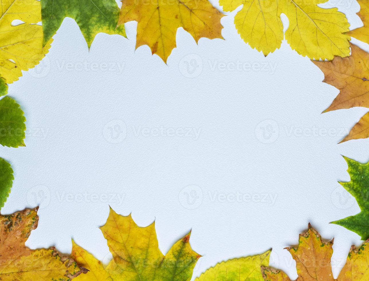 yellow and green leaves of maple and mulberry photo