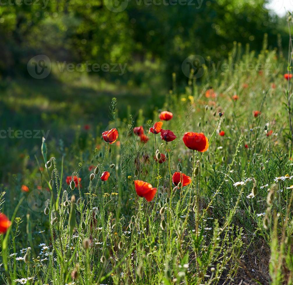 blooming red poppy in a field on a spring photo