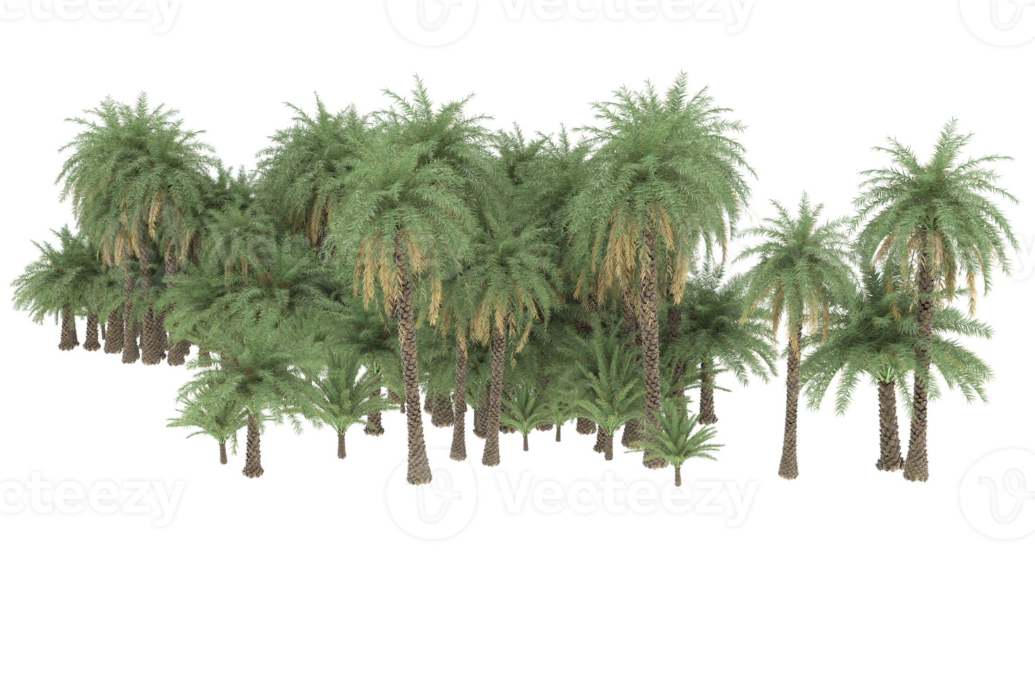 Palm trees isolated on transparent background. 3d rendering - illustration png