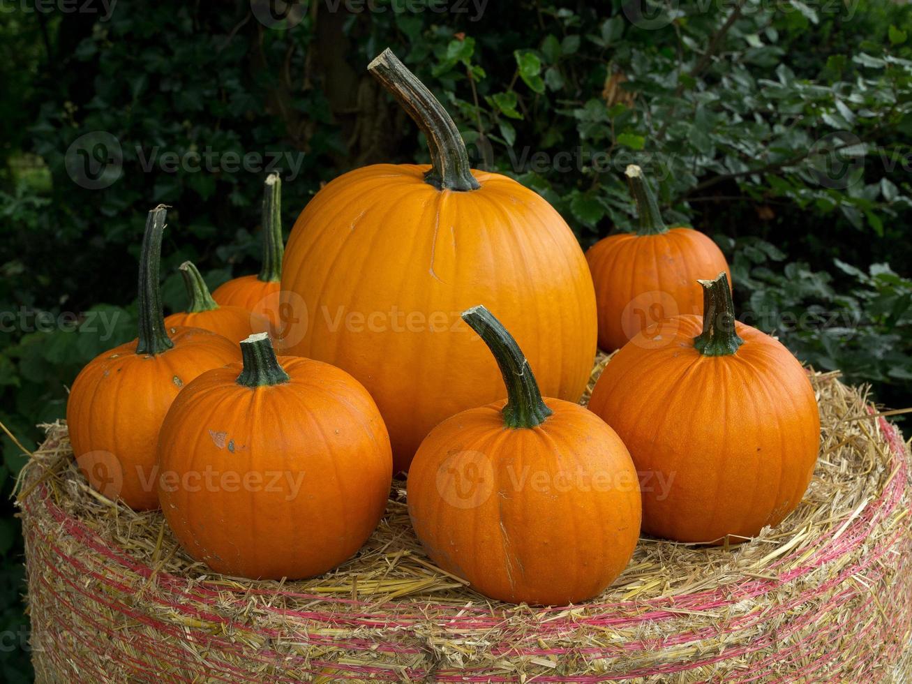 pumpkins in germany photo