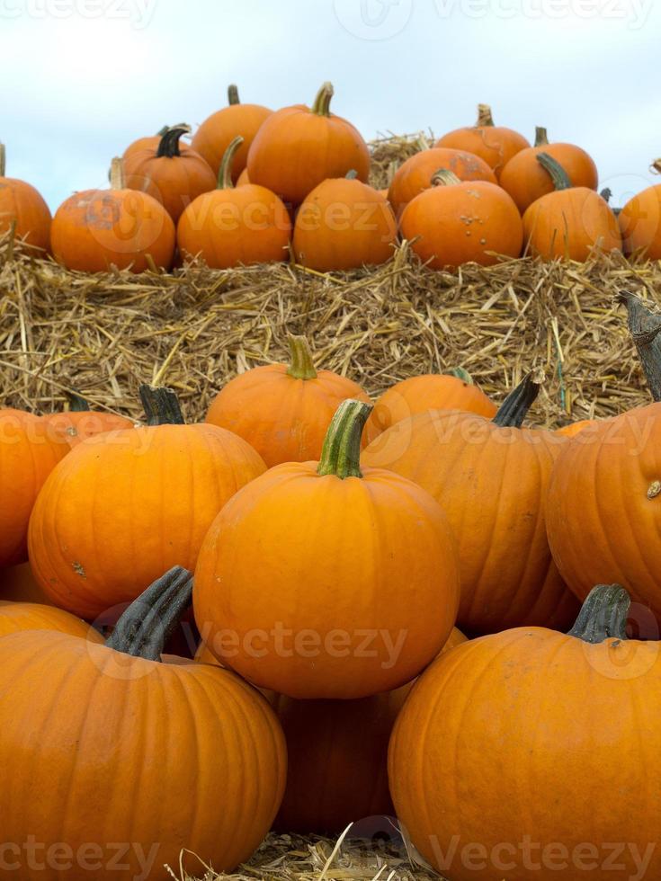 pumpkins in germany photo