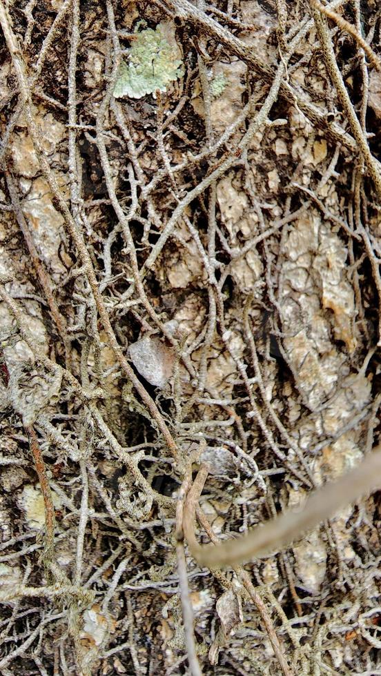 Nature Tree Trunk Rustic Texture Background. Weathered Natural Wood Skin. photo