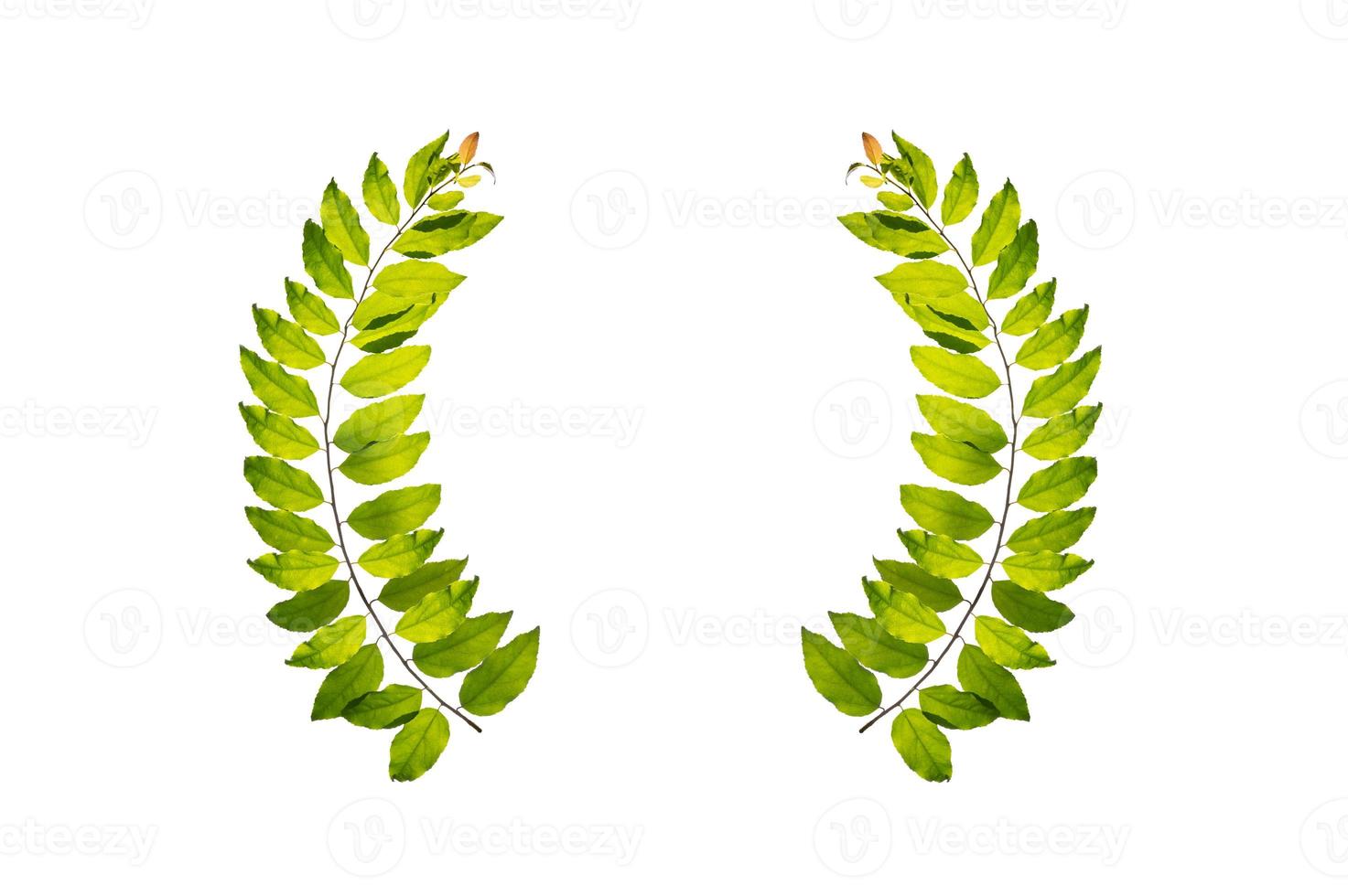 leaf vine circle isolates on a white background photo