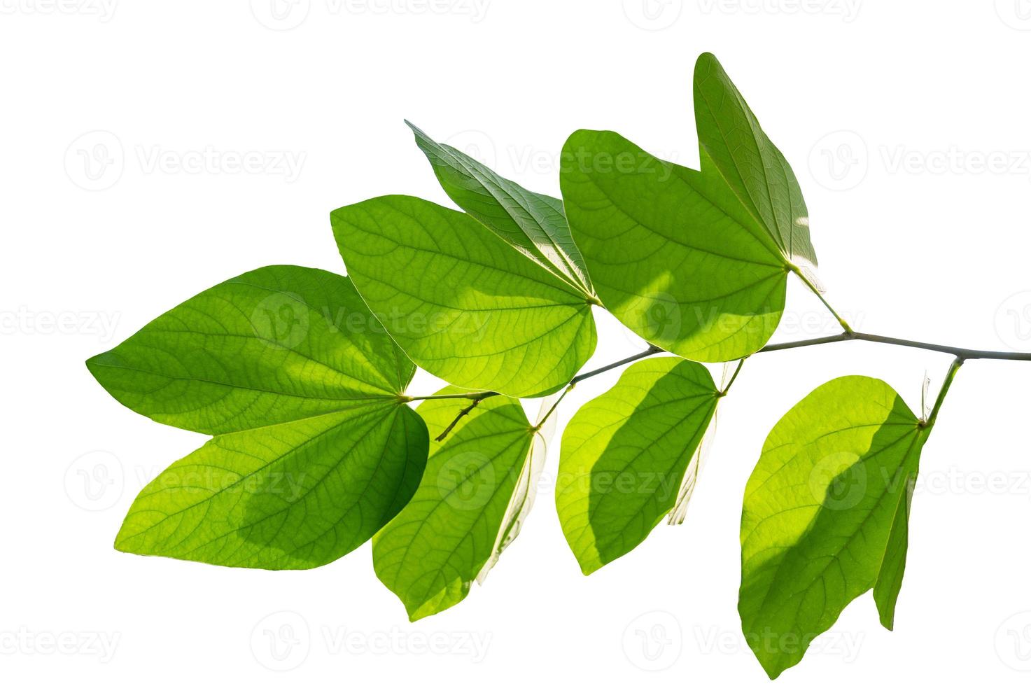 Bauhinia purpurea, green purpurea leaves on white background, isolate photo