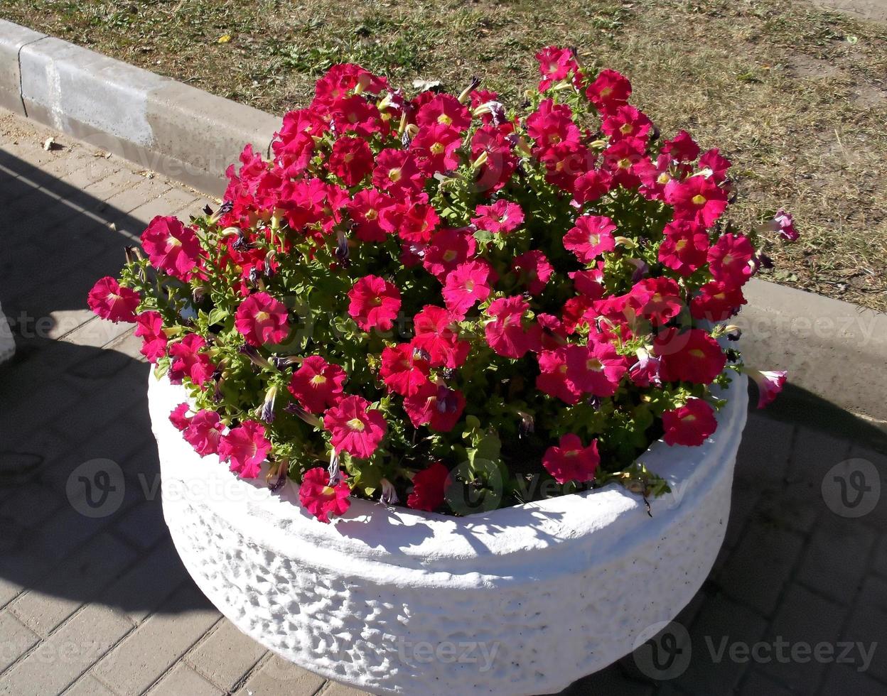 City flower bed with flowers. photo