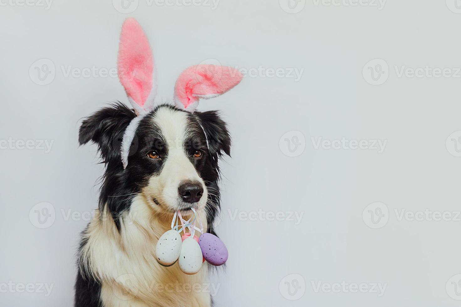 Happy Easter concept. Preparation for holiday. Cute puppy dog border collie wearing bunny ears holding Easter colorful eggs in mouth isolated on white background. Spring greeting card. photo